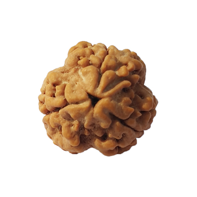 The Spiritual Significance of 3 Mukhi Rudraksha: Transform Your Life