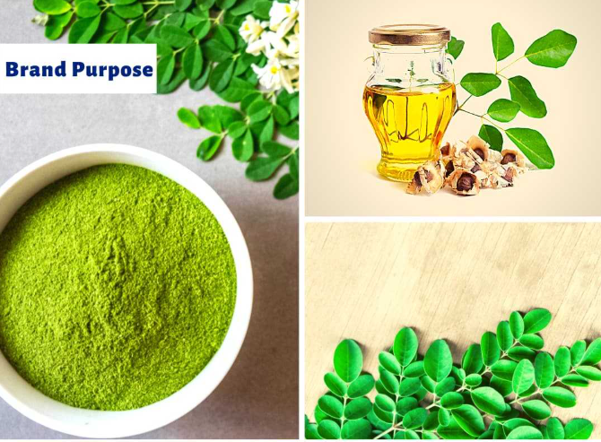 Global Health Trends and Moringa Powder Wholesale Opportunities